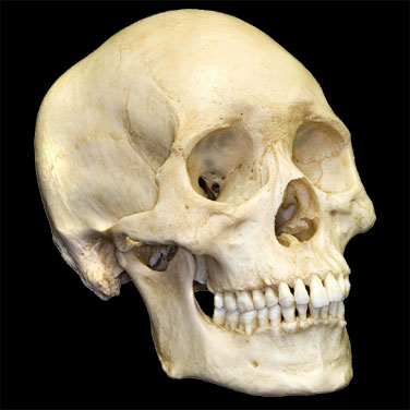 Menselijke schedel
